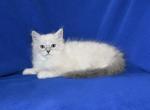 Jolynes litter - Ragdoll Kitten For Sale - 