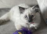 Pink - Ragdoll Kitten For Sale - Saint Paul, MN, US