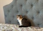 Natusi - Scottish Fold Kitten For Sale - Las Vegas, NV, US