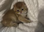 New litter - Scottish Fold Kitten For Sale - Phoenix, AZ, US