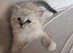 Noella - Ragdoll Kitten For Sale - Chester, IA, US