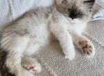 Elsa - Ragdoll Kitten For Sale - Chester, IA, US