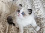 Axel - Ragdoll Kitten For Sale - 