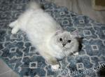 Peach - Ragdoll Cat For Sale - Tuscaloosa, AL, US