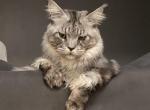 hulu - Maine Coon Cat For Sale - 