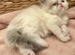 Baxter - Himalayan Kitten For Sale - Naples, FL, US