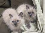 Siberian Neva Masquerade Kittens - Siberian Kitten For Sale - Sandwich, MA, US