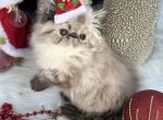 Beljapur cattery Bleu - Himalayan Kitten For Sale - Austin, TX, US