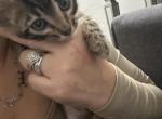 Marvin - Bengal Kitten For Sale - Rutherford, NJ, US