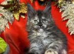 Starlet pet girl - Maine Coon Kitten For Sale - NY, US