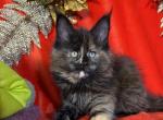 Girl Elsa Starlet pet - Maine Coon Kitten For Sale - NY, US