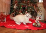 Casper - Ragdoll Kitten For Sale - La Porte, IN, US