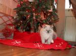 Biscuit - Ragdoll Kitten For Sale - La Porte, IN, US