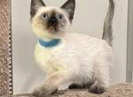 Light Blue Boy - Siamese Kitten For Sale - Weston, FL, US