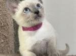 Bluepoint Girl1 Fucsia - Siamese Kitten For Sale - Weston, FL, US