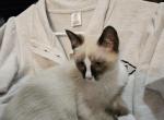 Andy Reid - Snowshoe Kitten For Sale - Overland Park, KS, US