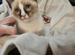 Reid - Siamese Kitten For Sale - Overland Park, KS, US