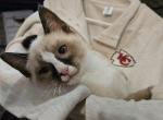 Andy - Ragdoll Kitten For Sale - 