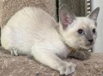 Bluepoint Girl2 Yellow - Siamese Kitten For Sale - Weston, FL, US