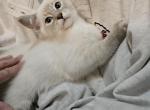 Mahomes - Siamese Kitten For Sale - Overland Park, KS, US