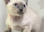 Bluepoint Girl3 Pink - Siamese Kitten For Sale - Weston, FL, US