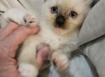 Faith1 - Siamese Kitten For Sale - Overland Park, KS, US