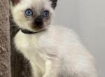 Black Boy - Siamese Kitten For Sale - Weston, FL, US