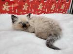 Male 1 - Ragamuffin Kitten For Sale - Poplar Grove, IL, US