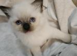 Faith - Ragdoll Kitten For Sale - Overland Park, KS, US