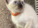 Orange Girl - Siamese Kitten For Sale - Weston, FL, US