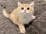 British Shorthair Golden Male - British Shorthair Kitten For Sale - Orlando, FL, US