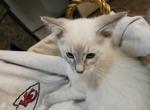 Patrick - Ragdoll Kitten For Sale - 