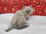 Male 4 - Ragamuffin Kitten For Sale - Poplar Grove, IL, US