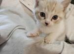 London - Ragdoll Kitten For Sale - Overland Park, KS, US