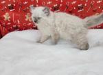 Male 3 - Ragamuffin Kitten For Sale - Poplar Grove, IL, US