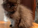 Nick - Exotic Kitten For Sale - Springhill, LA, US