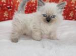 Male 2 blue mink - Ragamuffin Kitten For Sale - Poplar Grove, IL, US