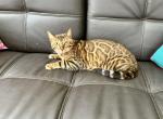 Registered Bengal Kitten - Bengal Kitten For Sale - Glencoe, MN, US