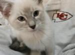 Patrick Mahomes - Snowshoe Kitten For Sale - Overland Park, KS, US