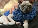 Vinsent - Sphynx Cat For Sale - 