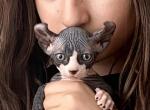 Knopa - Sphynx Kitten For Sale - 