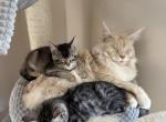 Bengal Maine coon babies - Bengal Kitten For Sale - Helena, MT, US