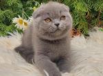 Assol - Scottish Fold Kitten For Sale - Norwalk, CT, US