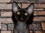 Oscar_ - Devon Rex Kitten For Sale - Norwalk, CT, US