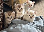 Winter HylandLynx Kittens - Highlander Kitten For Sale - Irvine, CA, US