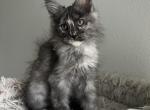 Freya - Maine Coon Kitten For Sale - 