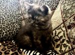 Honey is a Beautiful Persian Exotic Mix - Persian Kitten For Adoption - Las Vegas, NV, US