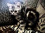 Angel is a Lovely Mackerel Persian Exotic Mix - Persian Kitten For Adoption - Las Vegas, NV, US