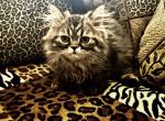 Mr Cuddles is a Sweet Mackerel Tabby Persian - Persian Kitten For Adoption - Las Vegas, NV, US