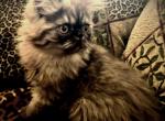 Prince a Rare Colored Tabby Persian - Persian Kitten For Adoption - Las Vegas, NV, US